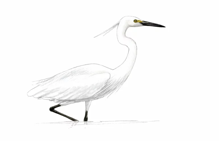 Aigrette garzette