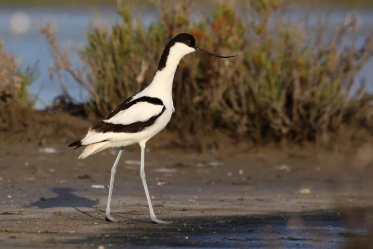 Avocette élégante