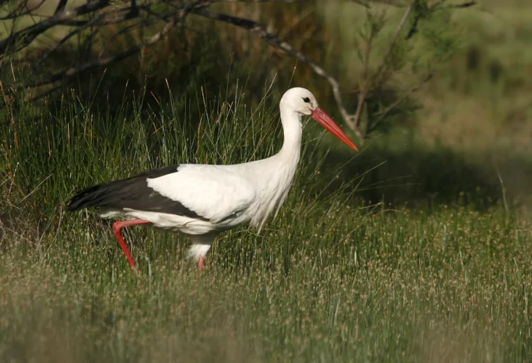 Cigogne blanche