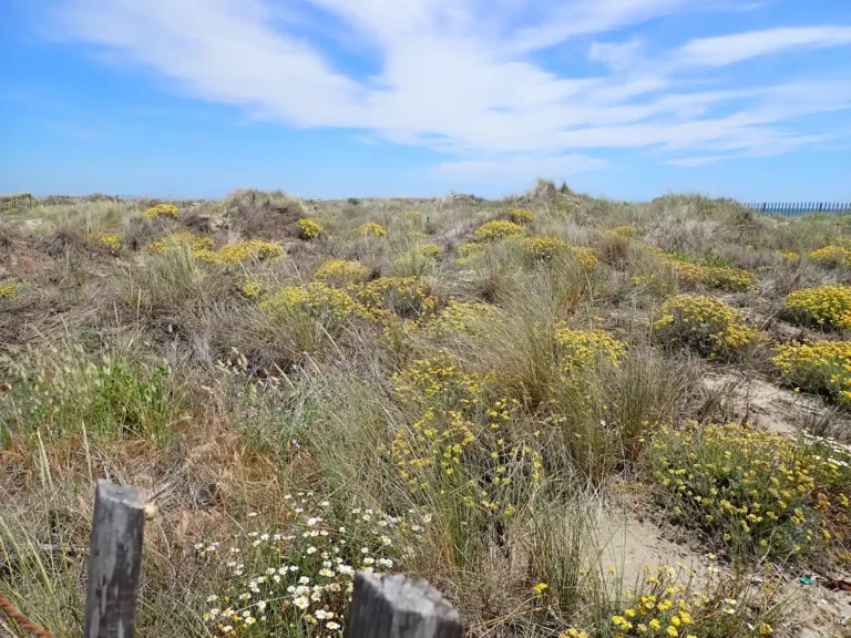 Dunes fixées du littoral du Crucianellion maritimae