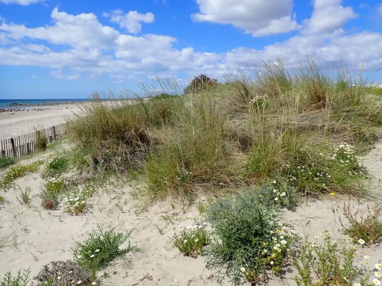 Dunes mobiles du cordon littoral à Ammophila arenaria  - Dunes blanches