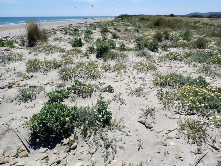 Dunes mobiles embryonnaires