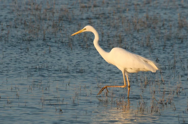 Grande Aigrette