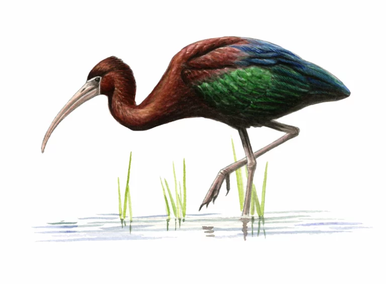  Ibis falcinelle