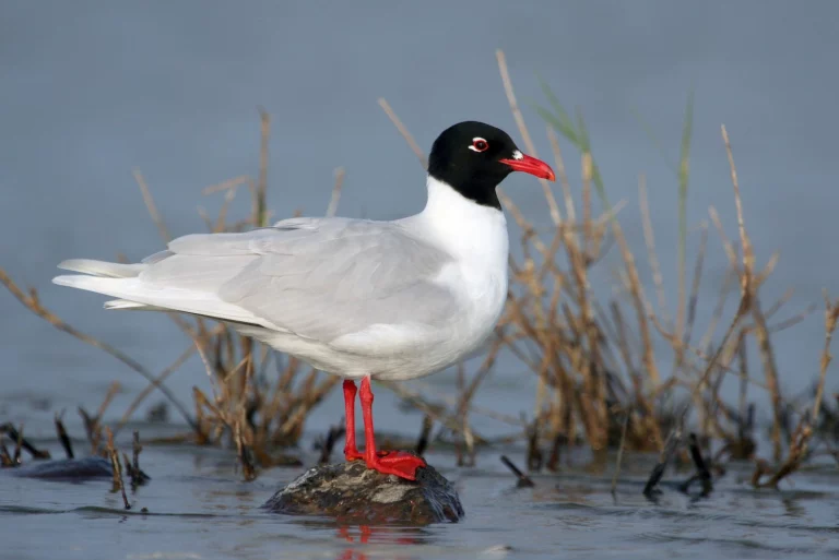 Mouette mélanocéphale