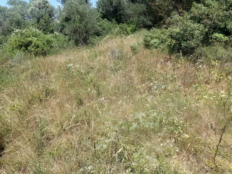 Parcours substeppiques de graminées et annuelles des Thero-Brachypodietea