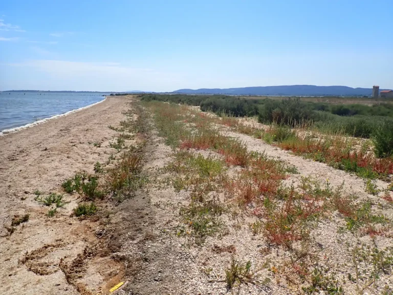 Végétations pionnières à Salicornia et autres espèces annuelles des zones boueuses et     sableuses