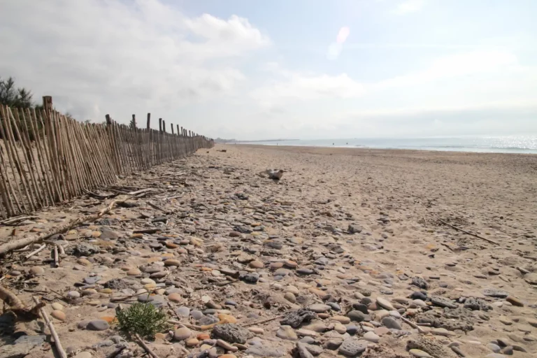 Végétation annuelle des laisses de mer