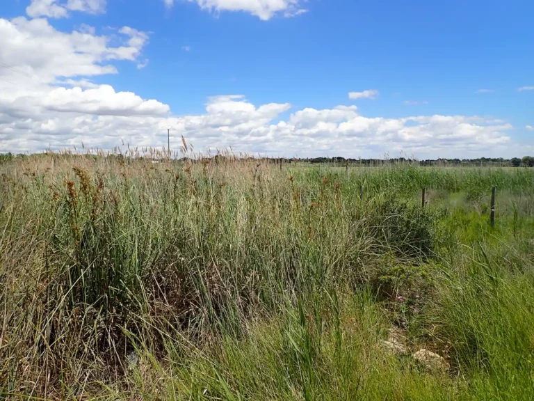 Marais calcaires à Cladium mariscus et espèces du Caricion davallinae
